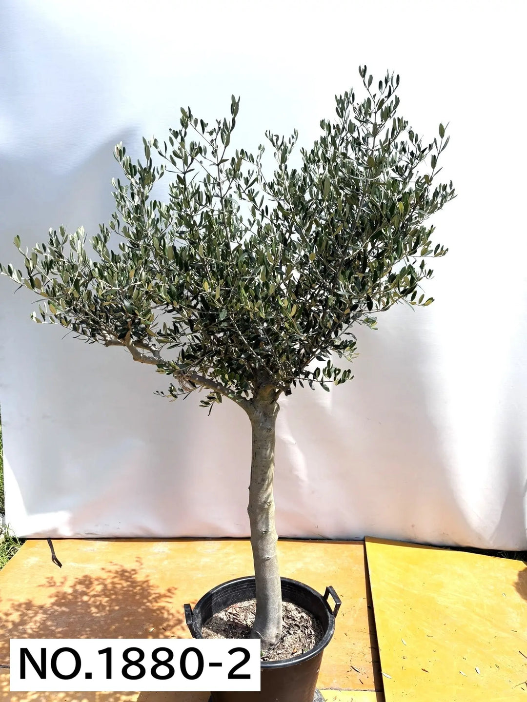 法人限定】ルッカ（オリーブの木）｜XL｜NO.1880｜約200cm｜人気・寒冷