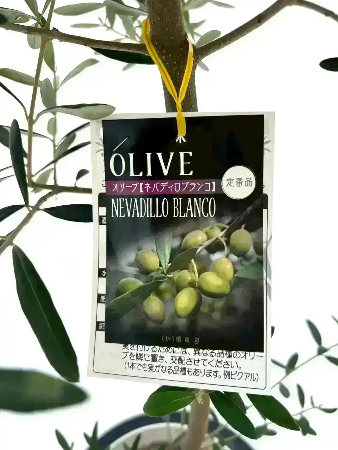 人気・開帳型】ネバディロブランコ（オリーブの木）〈古木〉｜約180cm