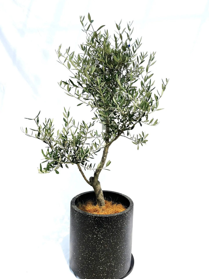 IMG_0855_99f8e83d-d1c5-4903-