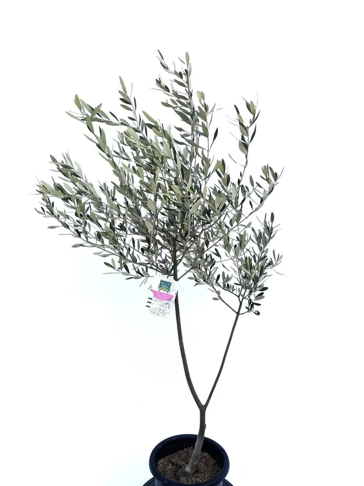 人気・直立型】ミッション（オリーブの木）〈シンボル向き〉｜155cm｜M