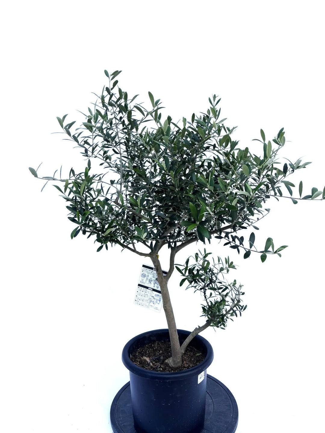 ネバディロブランコ Mサイズ 約100cm NO.10411 オリーブの木 - 株式