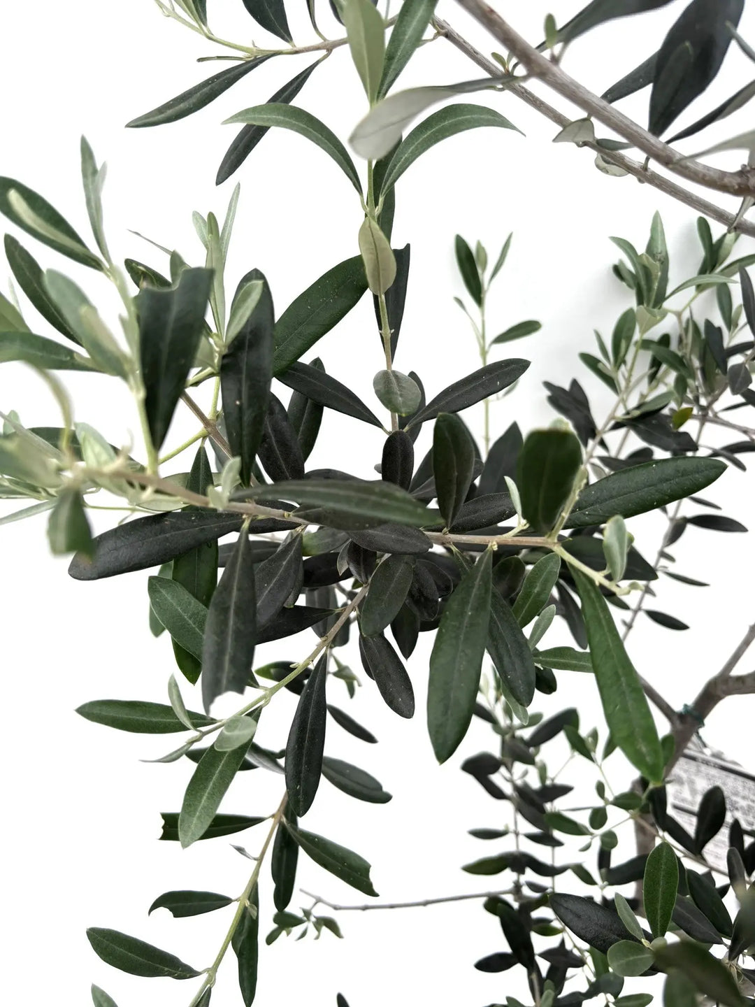 人気・寒冷地対応】ルッカ（オリーブの木）〈初心者向き〉｜160cm｜M
