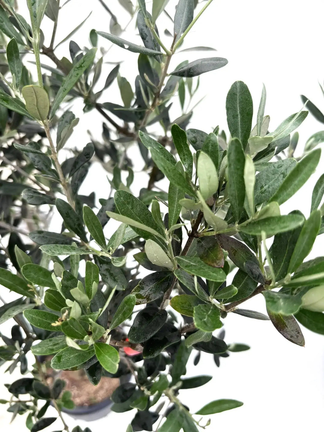 人気・寒冷地対応】ルッカ（オリーブの木）〈初心者向き〉｜120cm｜M