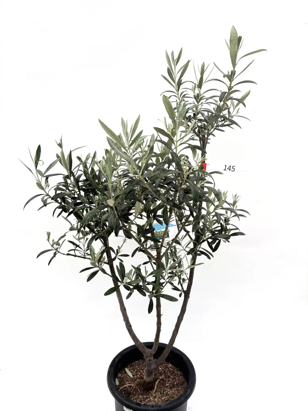 希少・銀葉・大実】ワンセブンセブン（オリーブの木）〈観葉植物〉｜約