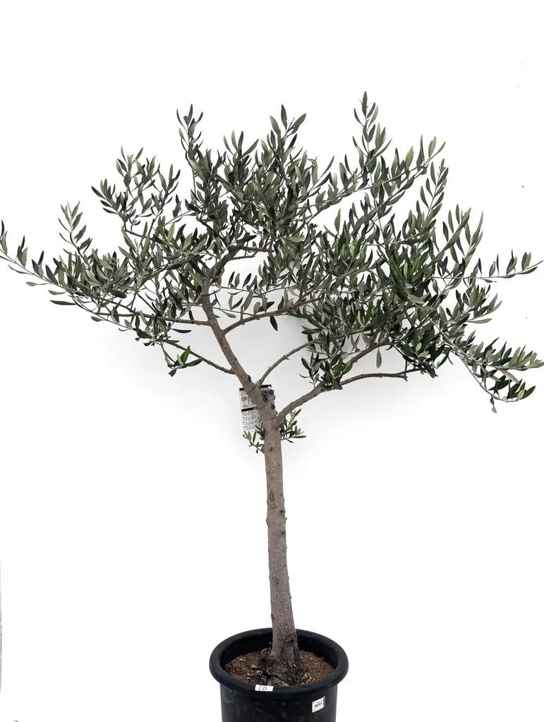 ハーディーズマンモス Lサイズ 約150cm K-78 オリーブの木 希少品種