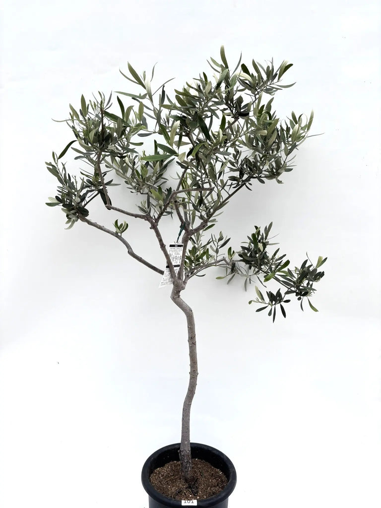 ホワイト Mサイズ 約130cm K-101 オリーブの木 希少品種 - 株式会社鶴亀園