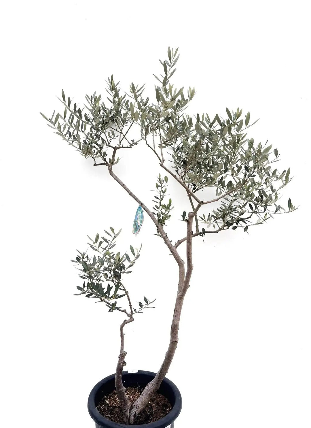 希少・室内向き・銀葉】アメリカン（オリーブの木）〈直立型〉｜140cm