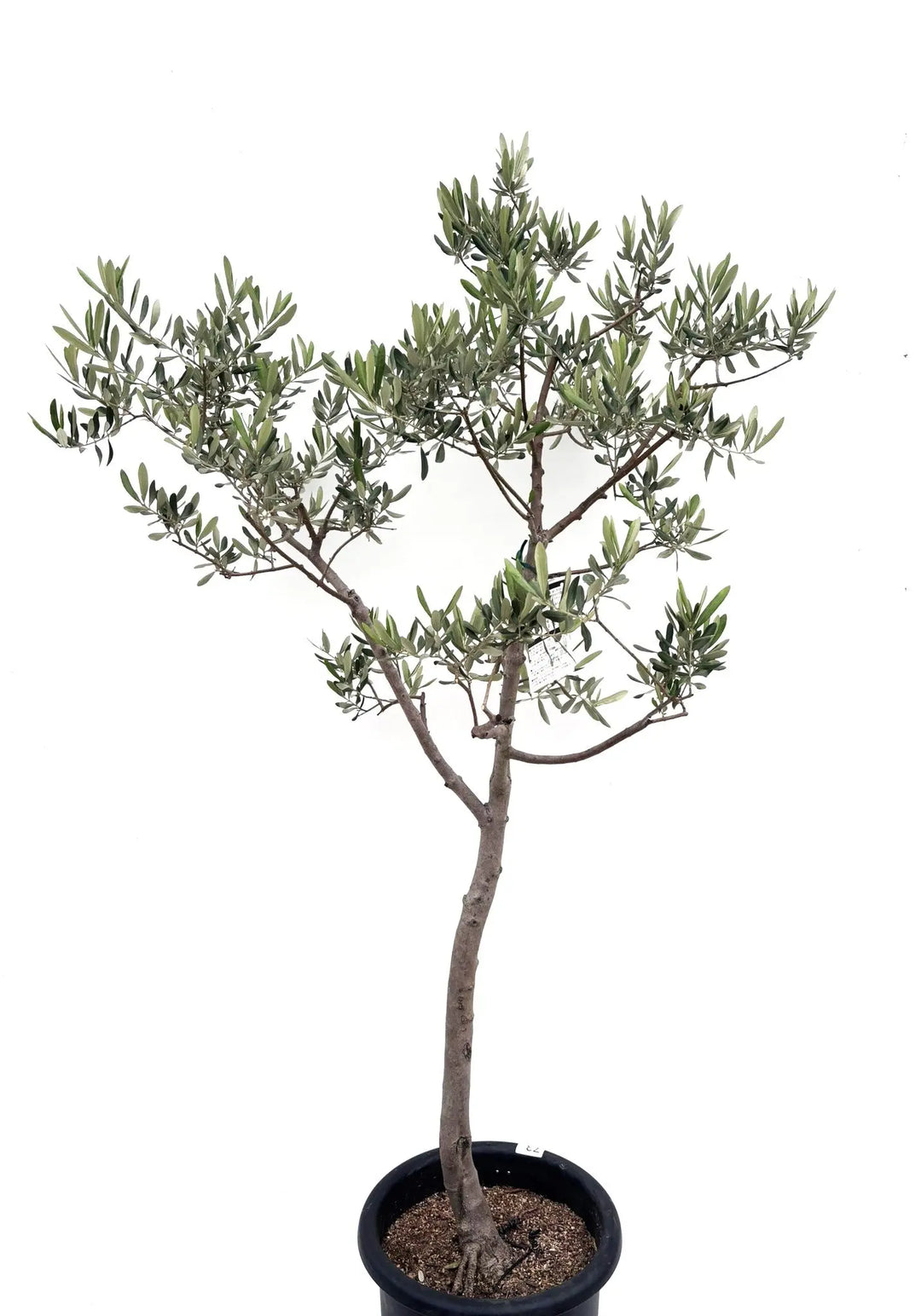 希少】タラスコア（オリーブの木）〈観葉植物〉｜約160cm｜Lサイズ｜K