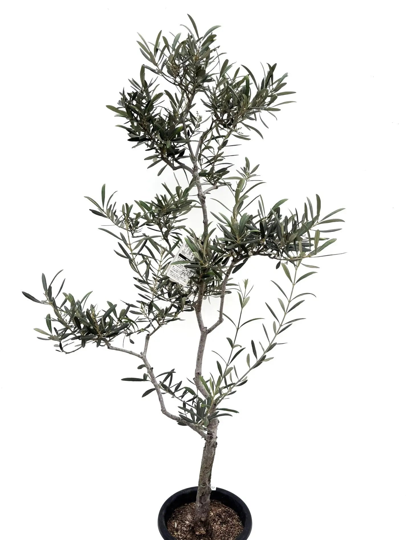 バロウニ Mサイズ 約150cm K-98 オリーブの木 希少品種 - 株式会社鶴亀園