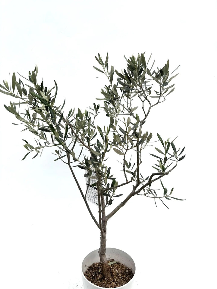 アメリカン XSサイズ 約80cm K-118 オリーブの木 希少品種 - 株式会社