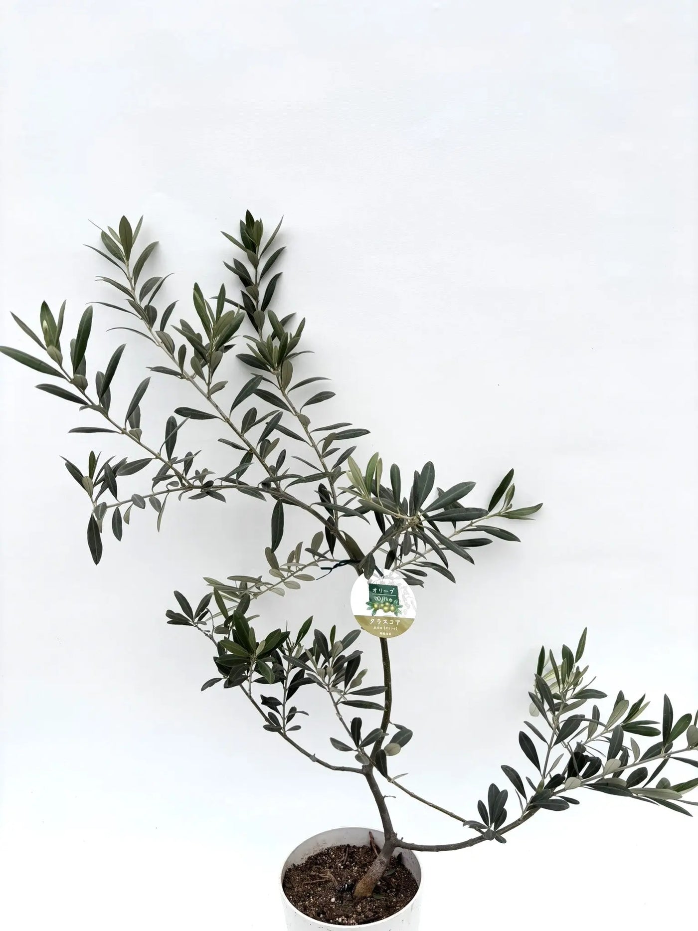 希少】タラスコア（オリーブの木）〈観葉植物〉｜約100cm｜XSサイズ｜K