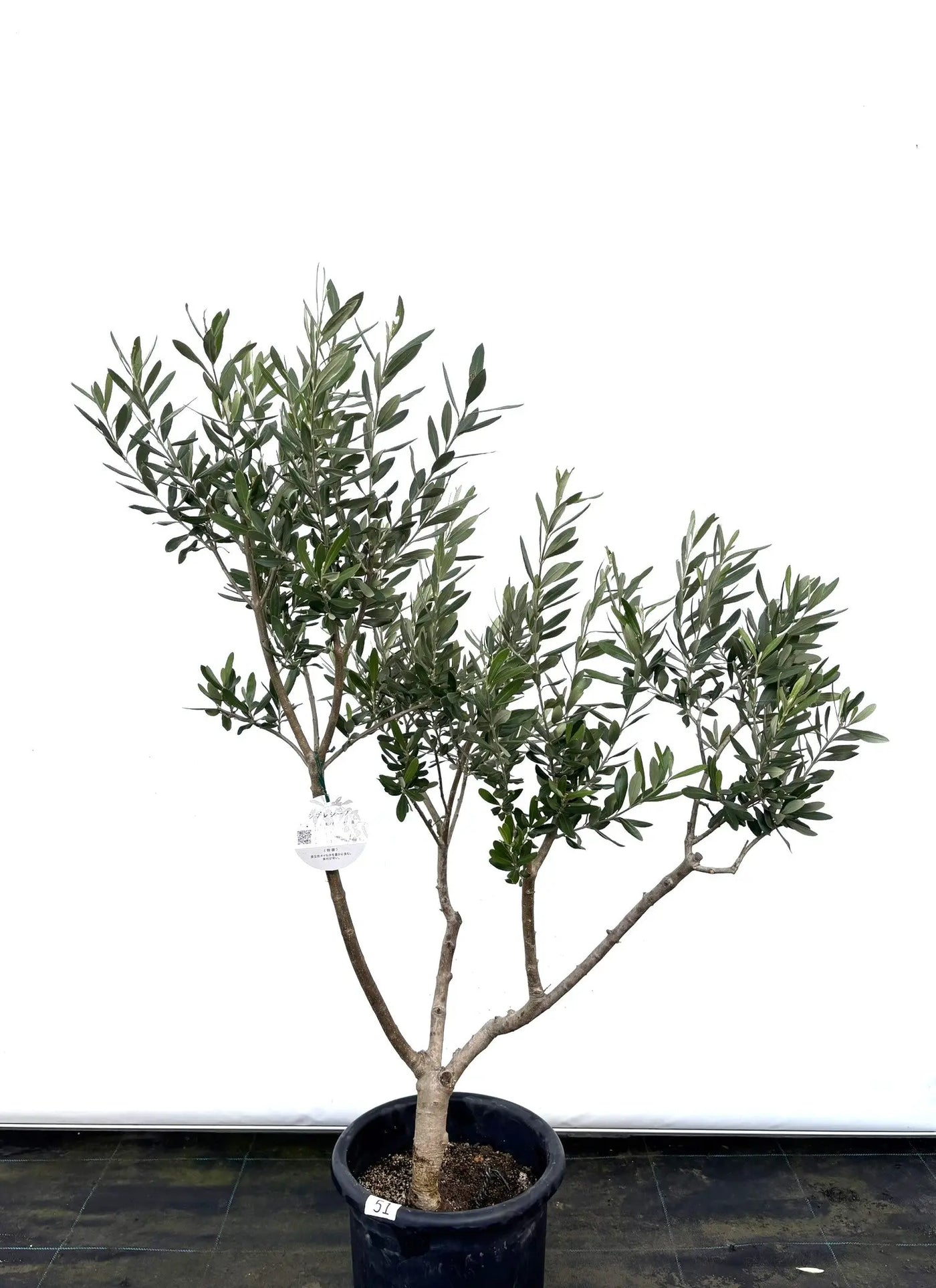 シプレシーノ Mサイズ 約110cm K-51 オリーブの木 - 株式会社鶴亀園