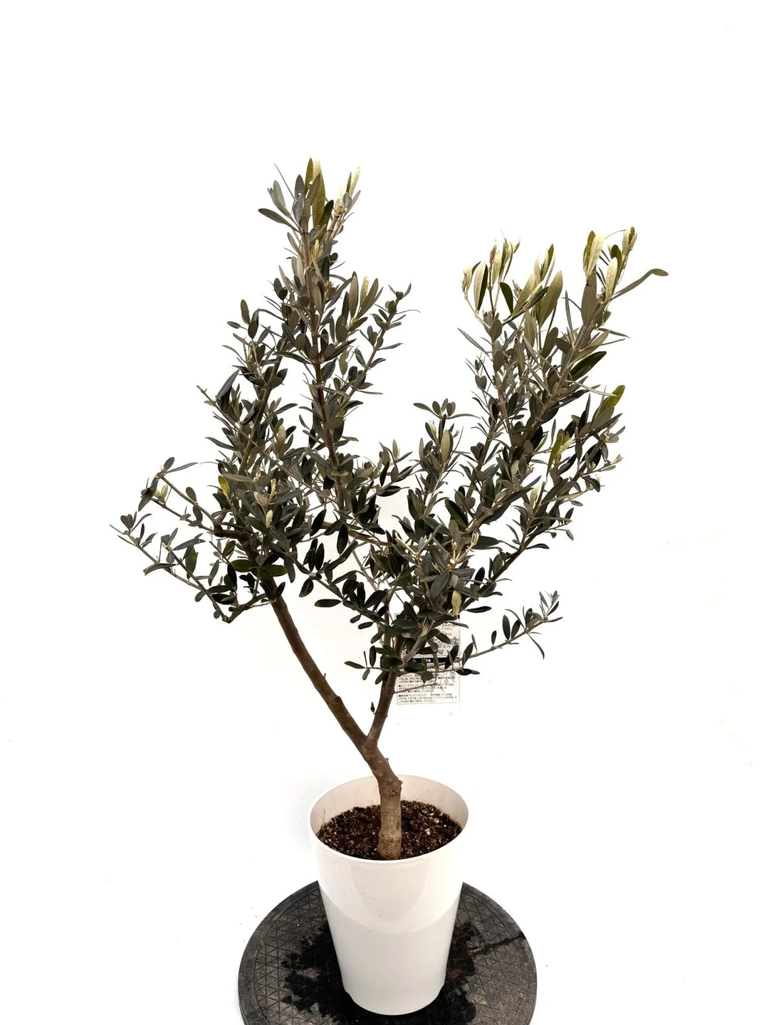 NEWホワイト（オリーブの木）｜Sサイズ｜K-313｜約110cm｜希少・白葉