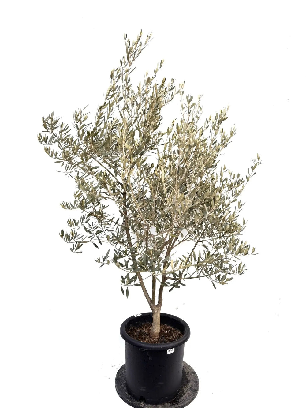 オリーブの木（全商品）｜写真の木をそのままお届け［現品販売］｜鶴亀