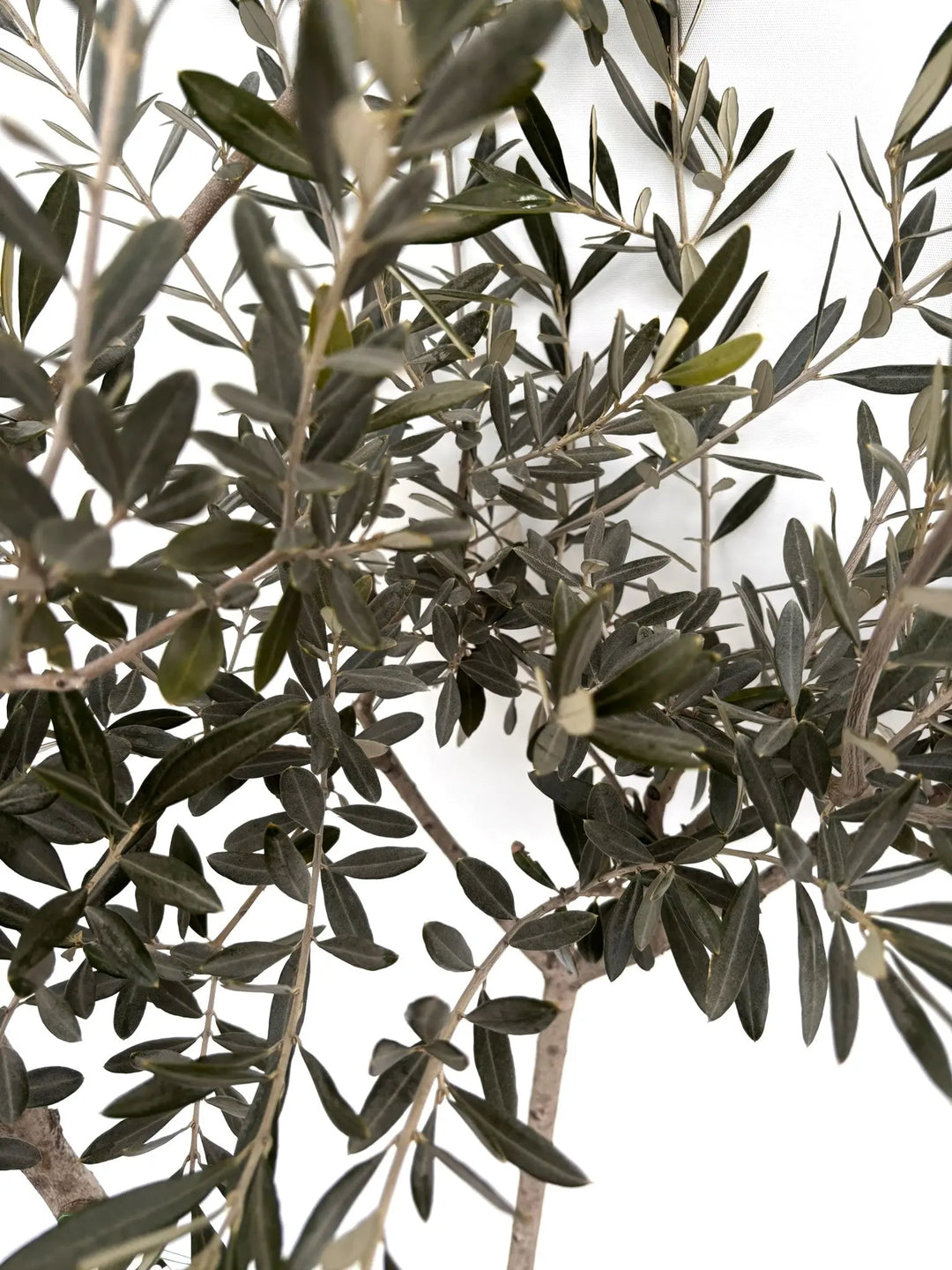 NEWモライオロ（オリーブの木）｜Lサイズ｜K-340｜約180cm｜希少