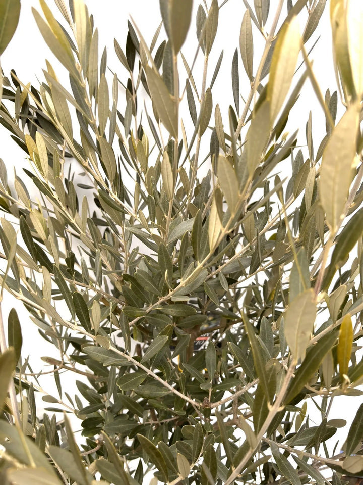 NEWミッション（オリーブの木）｜Lサイズ｜K-363｜約180cm｜人気・直立