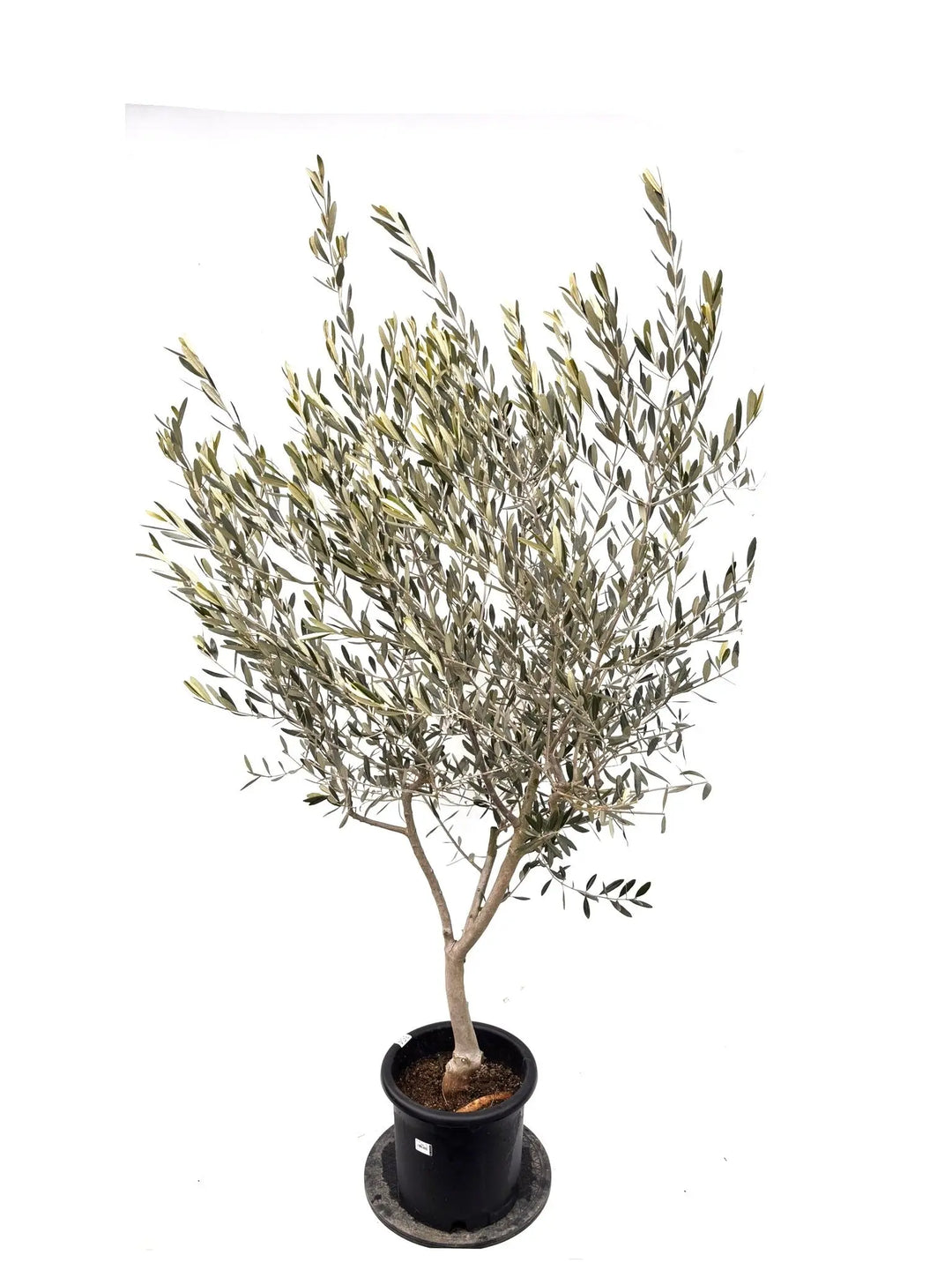 オリーブの木（全商品）｜写真の木をそのままお届け［現品販売］｜鶴亀