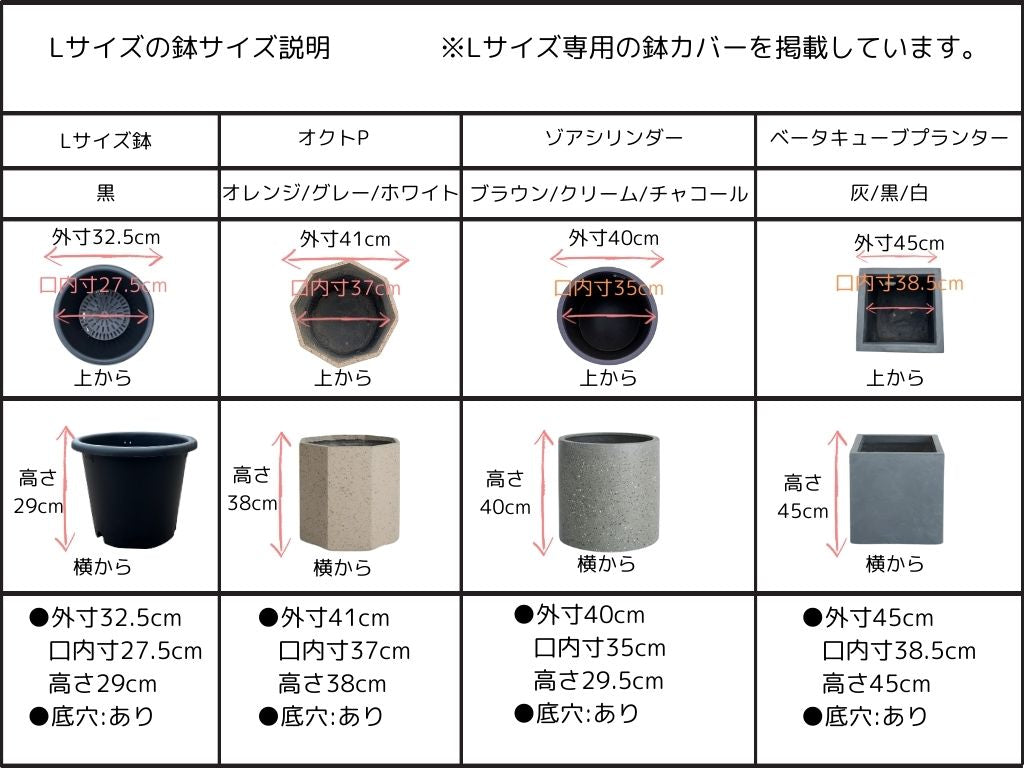 NEWペンドリノ（オリーブの木）｜Lサイズ｜K-339｜約160cm｜希少・下垂