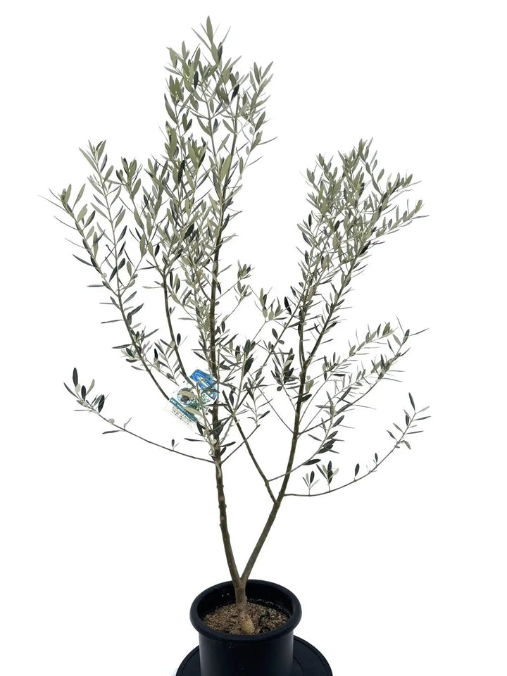 モライオロ Mサイズ 約150cm NO.10494 オリーブの木 - 株式会社鶴亀園