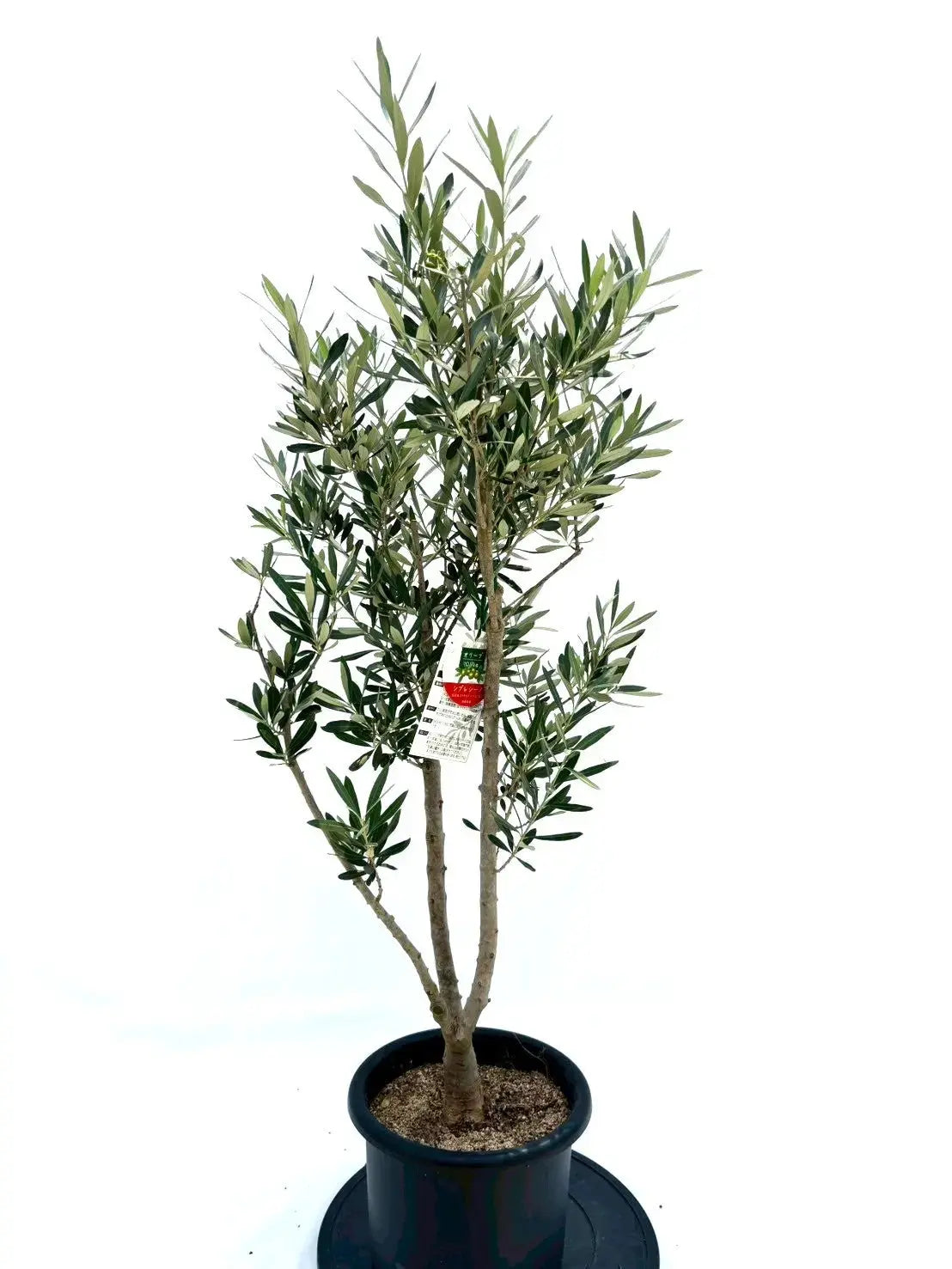 人気・初心者向き・シンボル向き】シプレシーノ（オリーブの木