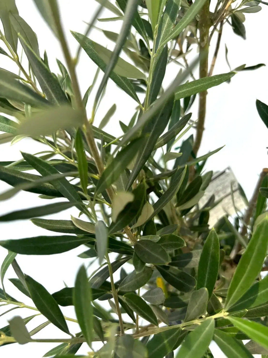 人気・初心者向き・シンボル向き】シプレシーノ（オリーブの木