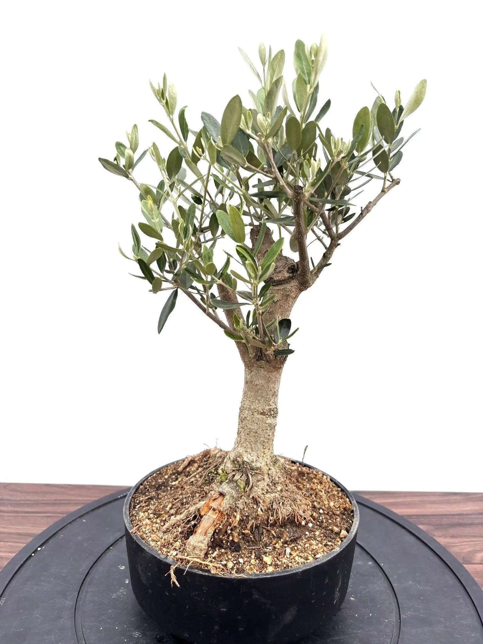 風格ある古木オリーブ - 株式会社鶴亀園