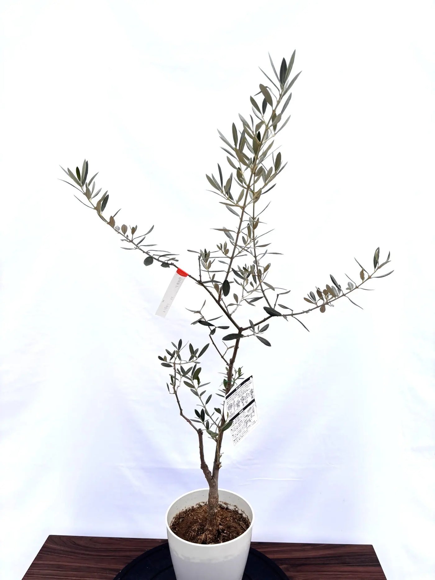 NEWアメリカン（オリーブの木）｜XSサイズ｜NO.10812｜約100cm｜希少