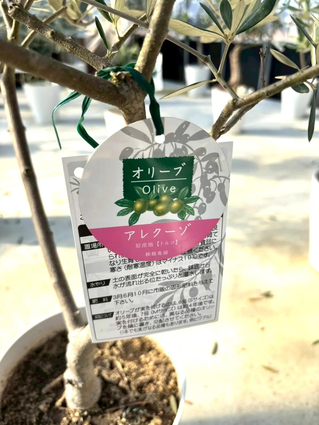 NEWアレクーゾ（オリーブの木）｜Sサイズ｜K-296｜約100cm｜実つき良好