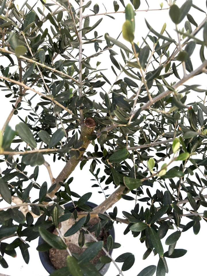 ルッカ Lサイズ 約140cm K-168 オリーブの木 人気品種 - 株式会社鶴亀園