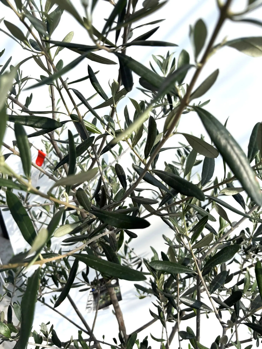 寒さに強い・開帳型】コレッジョラ（オリーブの木）〈病害虫に強い