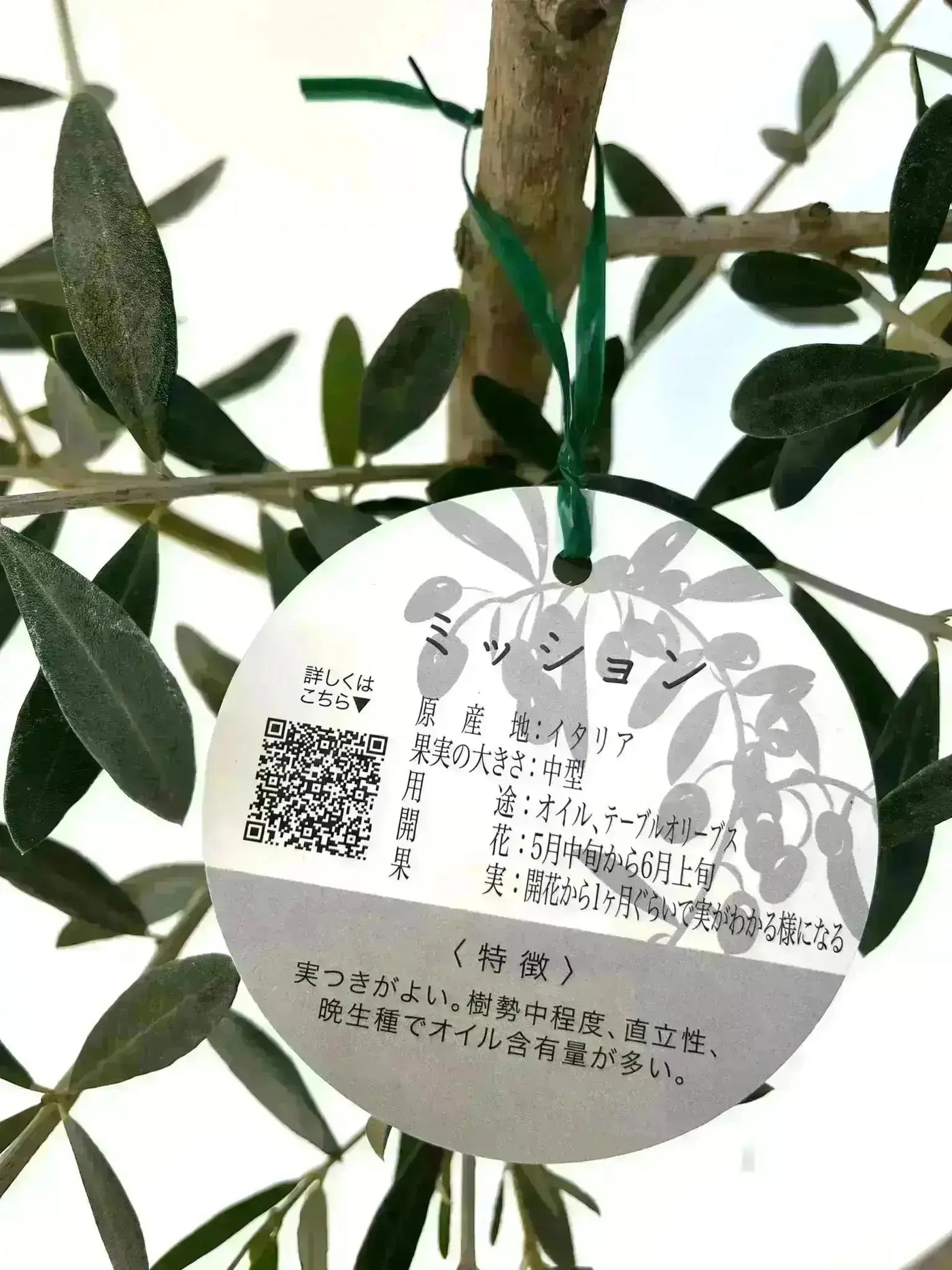 NEWミッション（オリーブの木）｜大型商品｜NO.1898 ｜約200cm｜人気