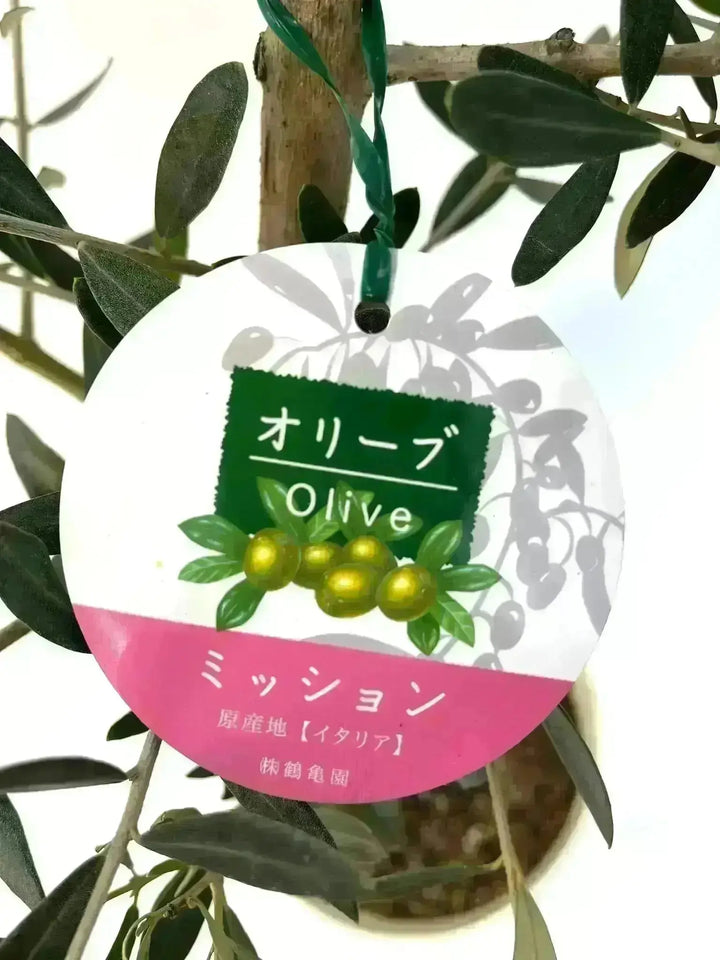 人気・直立型】ミッション（オリーブの木）〈古木〉｜180cm｜XLサイズ