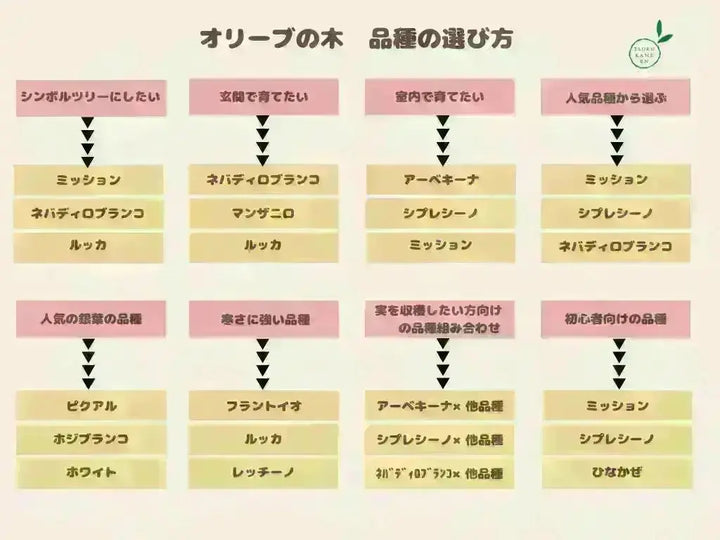 ルッカ Lサイズ 約140cm K-168 オリーブの木 人気品種 - 株式会社鶴亀園