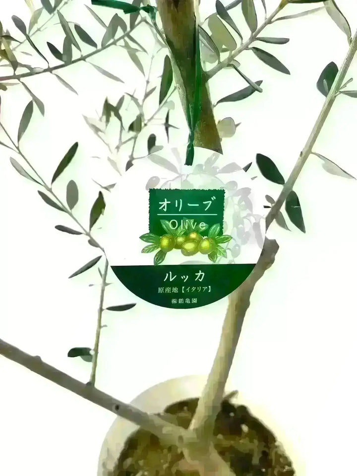 人気・寒冷地対応】ルッカ（オリーブの木）〈初心者向き〉｜160cm｜M