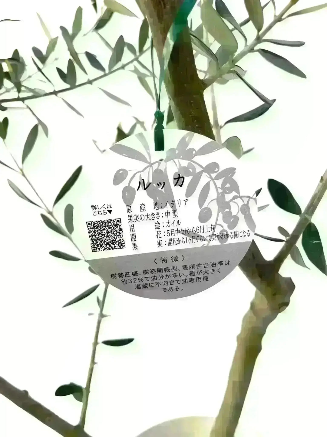 人気・寒冷地対応】ルッカ（オリーブの木）〈初心者向き〉｜200cm｜L