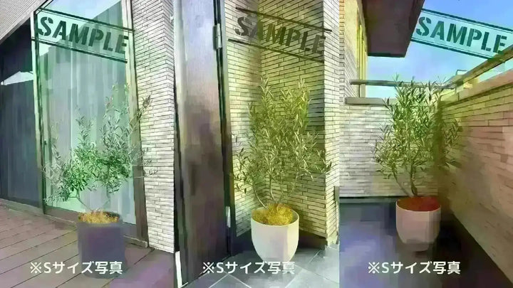 ミッション Mサイズ 約150cm NO.10417 オリーブの木 - 株式会社鶴亀園