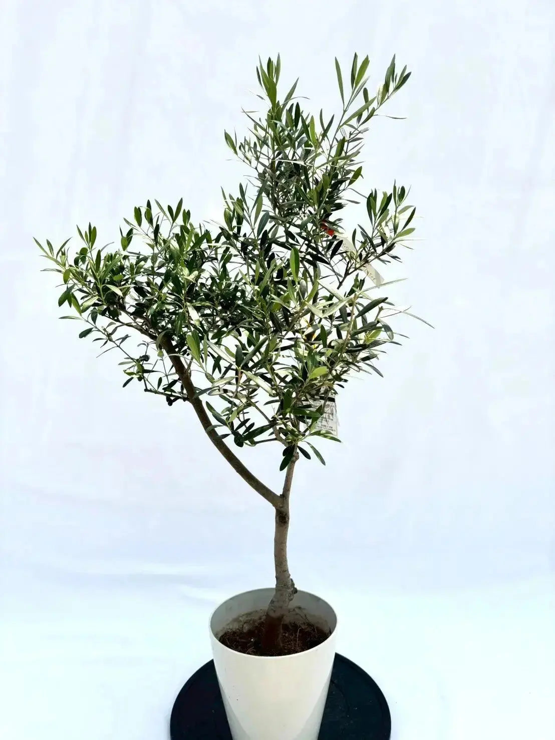 人気・開帳型】ネバディロブランコ（オリーブの木）〈初心者向き