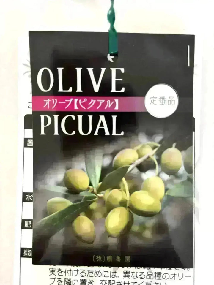 ピクアル Lサイズ 約140cm K-79 オリーブの木 古木 - 株式会社鶴亀園
