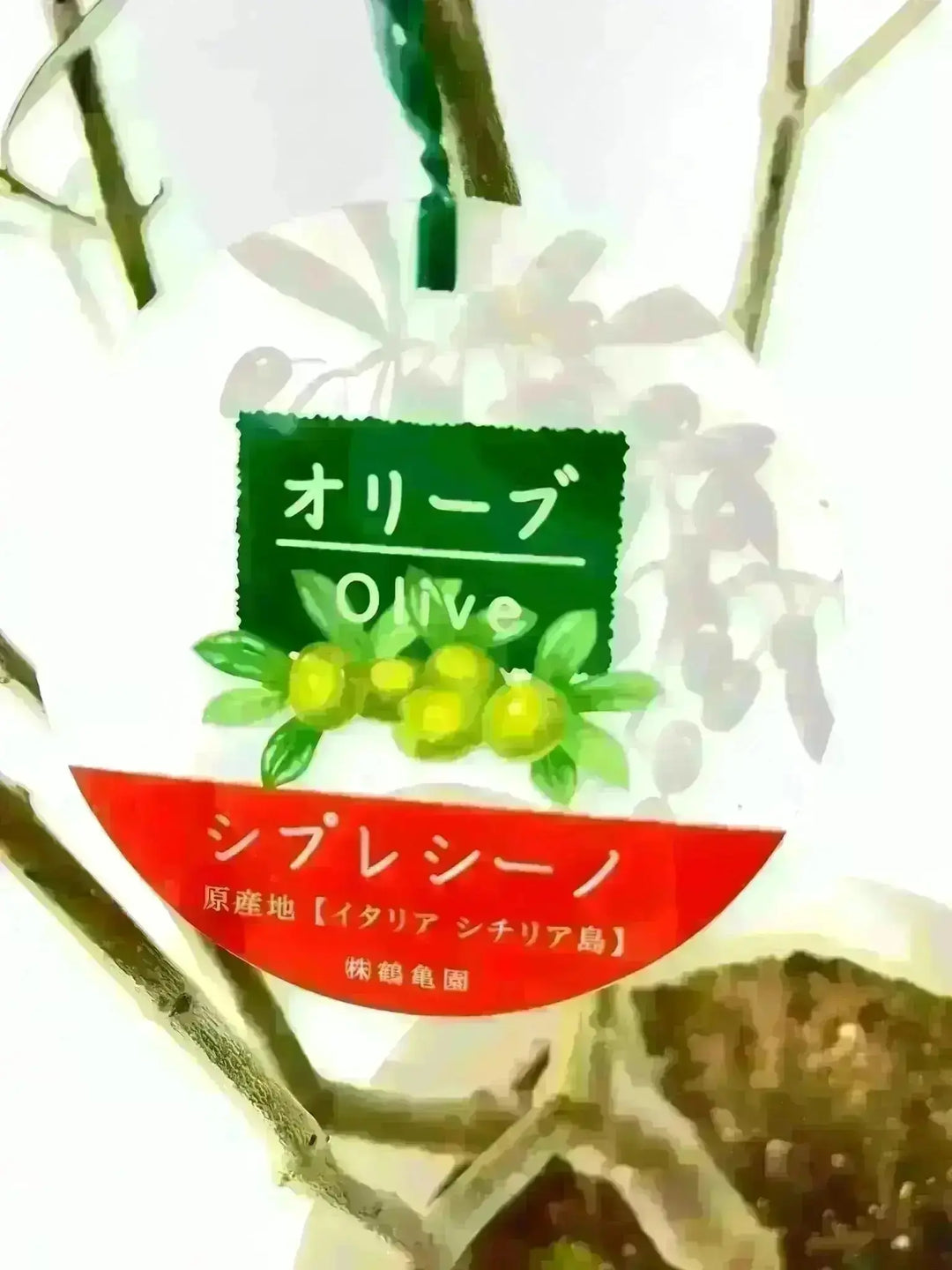 NEWシプレシーノ（オリーブの木）｜大型商品｜NO.1954｜約170cm｜人気