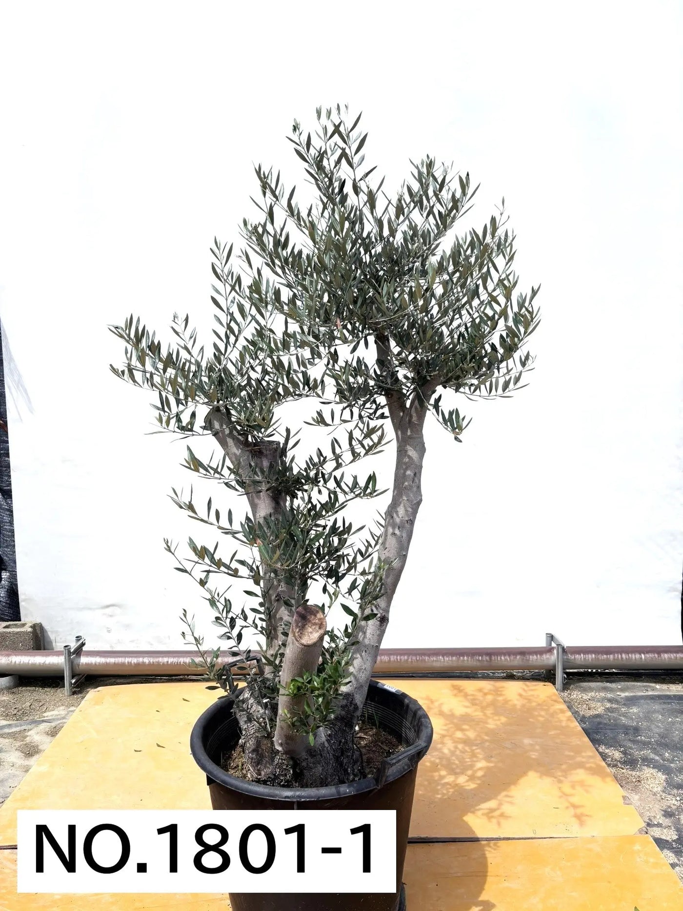 人気・直立型】ミッション（オリーブの木）〈古木〉｜180cm｜XLサイズ