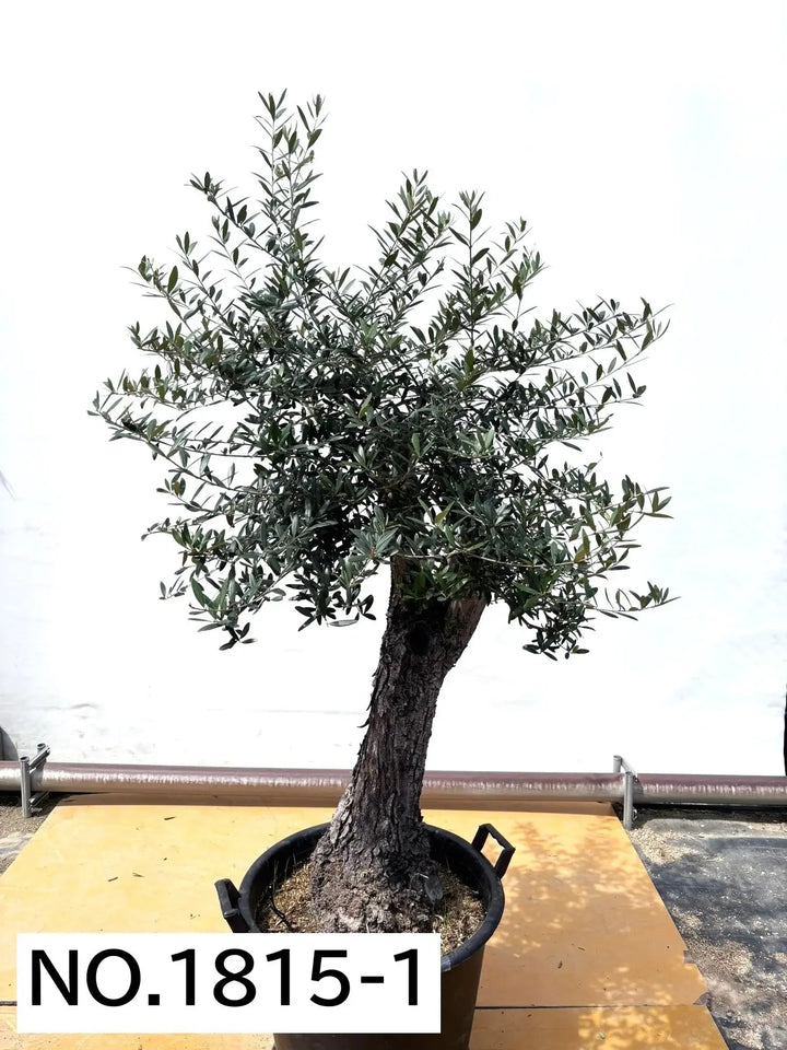 xl-180cm-no1815-587712_720x.