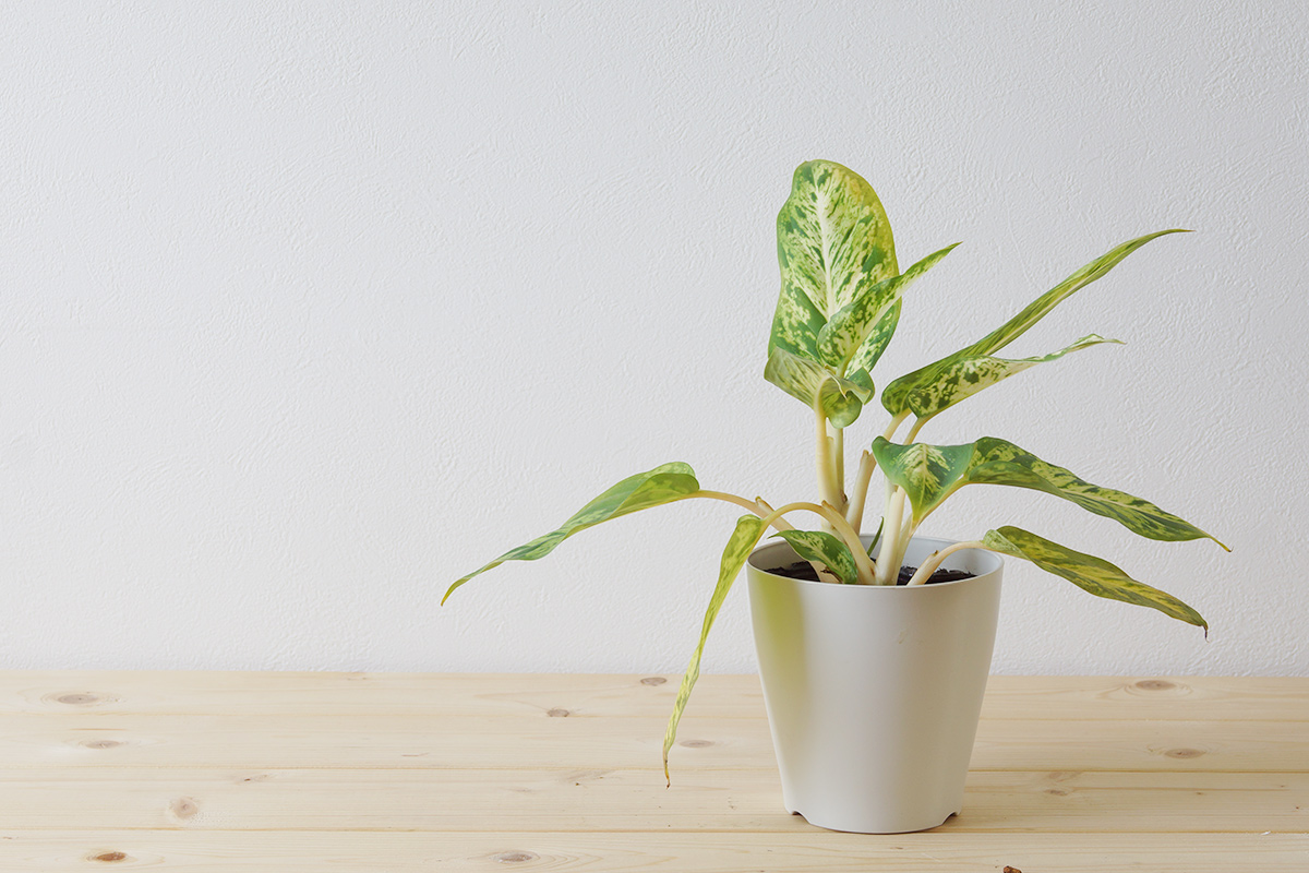 耐陰性は強いが寒さが苦手なディフェンバキア・スパークレス | ウチデ