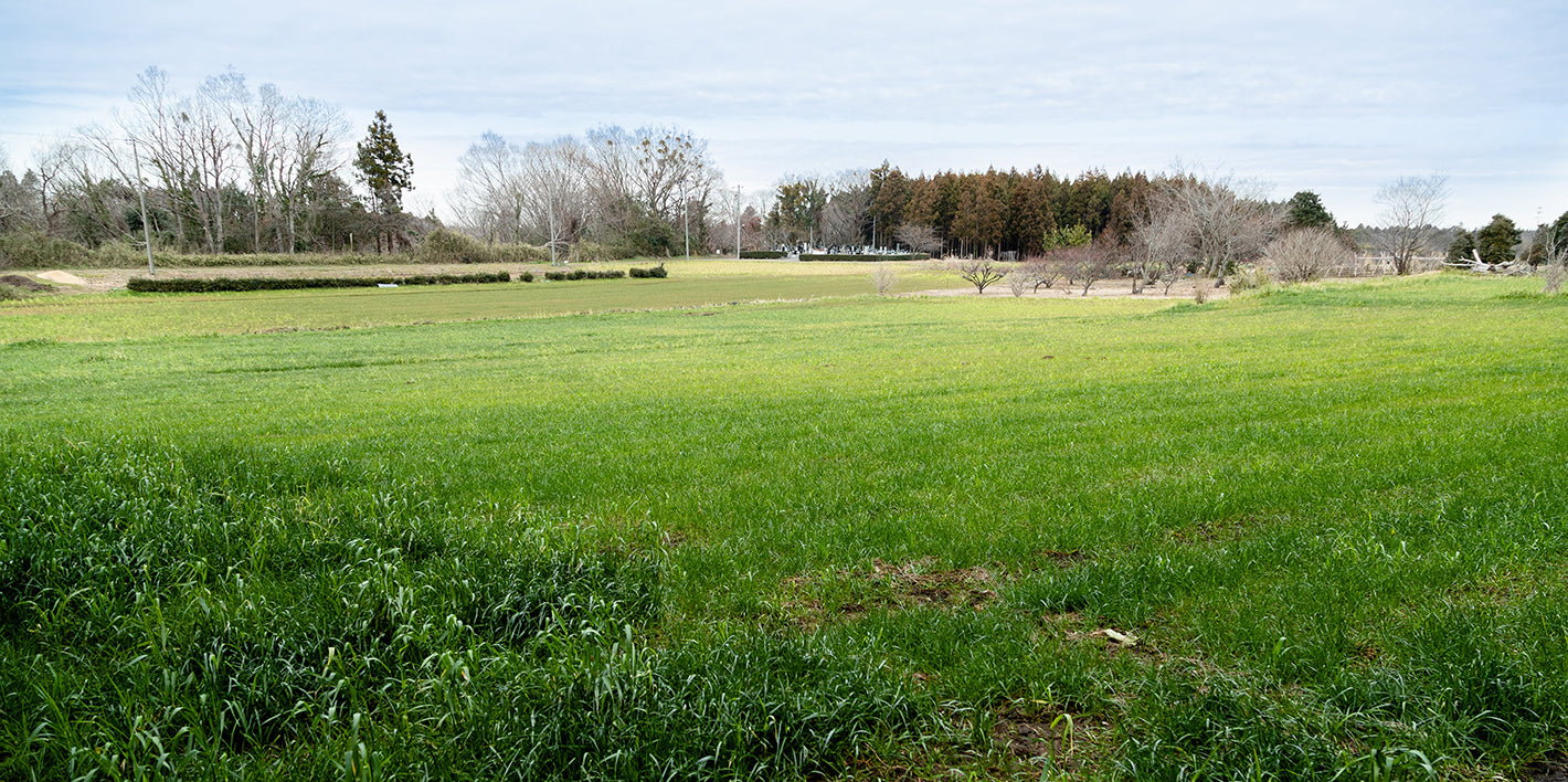 Meadow Road 牧草地の道 【公式通販】