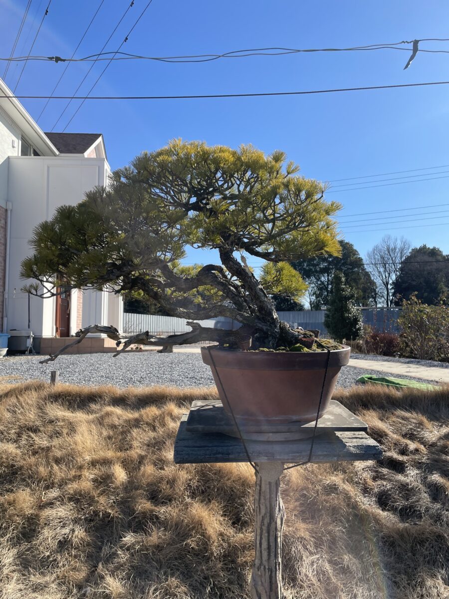 盆栽輸出販売 松柏雑木・皐月盆栽 ｜ 宇賀屋ガーデン