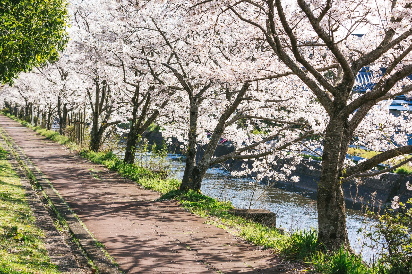 満開の桜が咲き誇る桜並木と石畳の歩道 - ぱくたそ