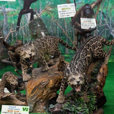 威嚇するヒョウのメスの剥製展示 - 口を開けて牙を見せる自然史博物館