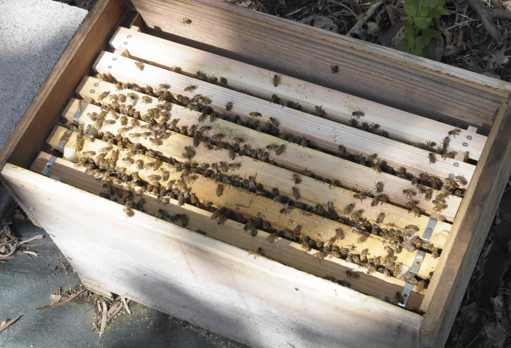 ミツバチの出荷方法を画像付きで説明しています。