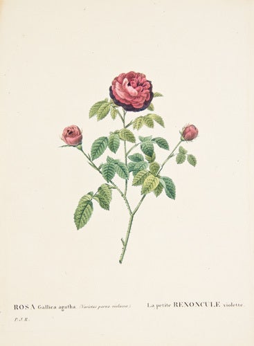 Les Roses | Pierre-Joseph Redoute