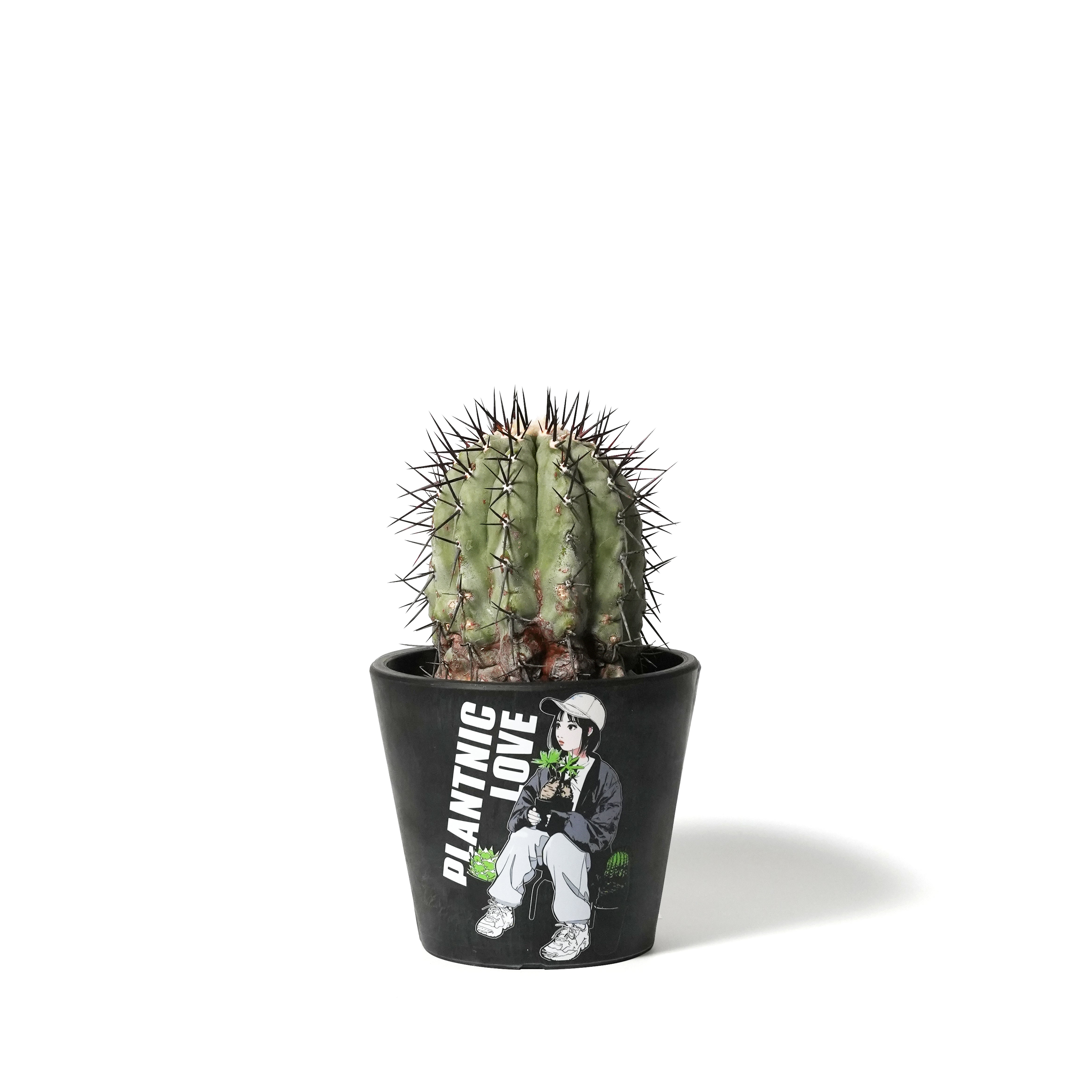 Copiapoa cinerea ‐ コピアポア・シネレア 黒王丸 – VALIANT GALLERY