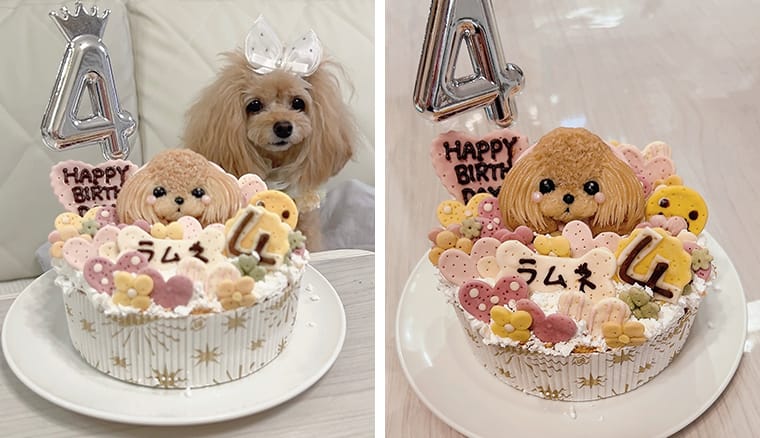 犬用ケーキ18選】誕生日や記念日にぴったりな犬用ケーキ｜ワンコnowa